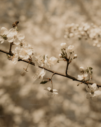 LE PRINTEMPS REVIENT
