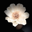 Fleur de Sola Gardenia 18 cm – Pétales blanc cassé et cœur marron, avec tige et cordon diffuseur
