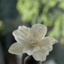 MANA CAFÉ | Vase diffuseur en céramique